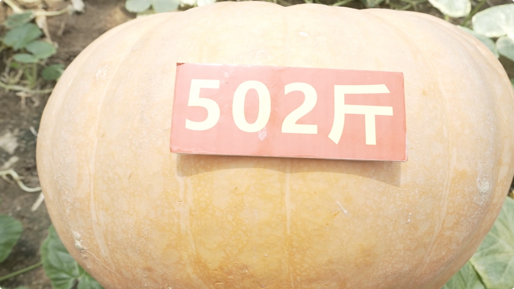 图片5：重达500斤的南瓜.jpeg